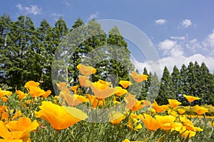 California poppy field