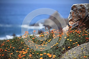 California poppy field.