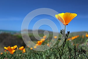 California poppy field, Big Sur, California