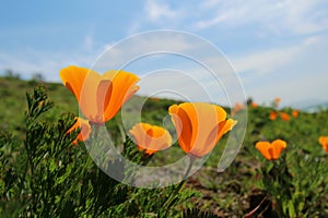 California poppy field, Big Sur, California