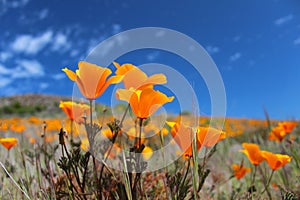 California poppy field in springtime, USA