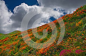 California Poppy fields landscape,wildflowers covering the hills and valleys of California.