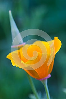 California poppy flower close up