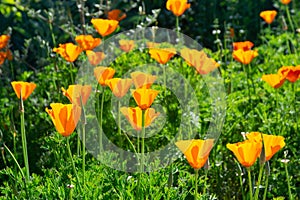 California poppy flower Eschscholzia californica blooming on a sunny day