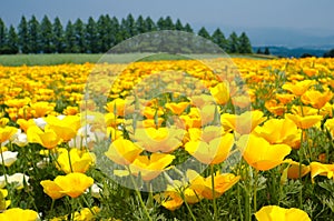 California poppy flower field
