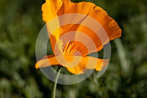 California poppy flower in a green feeld