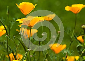 California poppy flowers