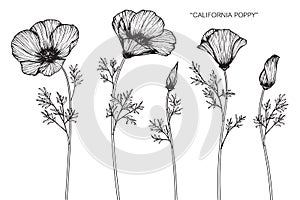 California poppy flowers drawing and sketch.