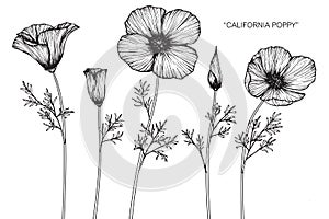 California poppy flowers drawing and sketch.