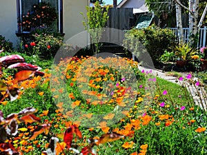 California poppy flowers red orange and yellow in front yard