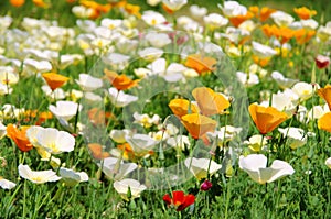 California poppy