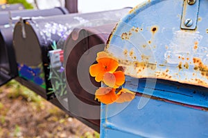 California poppy grunge mailboxes along Pacific Highway Route 1