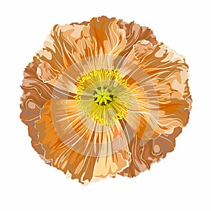 California Poppy, Iceland poppy, Poppy Flower, Golden, Pastel Poppies Illustration.