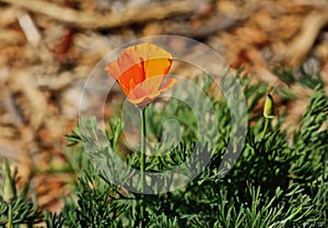 Poppy orange California flower