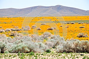 California Poppy photo