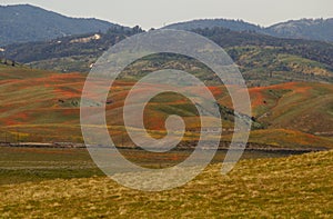 California poppy reserve