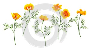 California Poppy set on white background photo