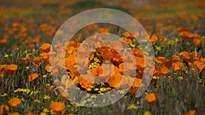 California Poppy Super Bloom Extreme Closeup in Antelope Valley Poppy Reserve USA