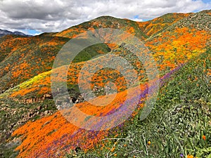 California poppy super bloom photo