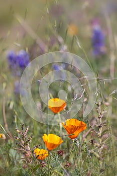 California poppy wild flowers in the grass lands