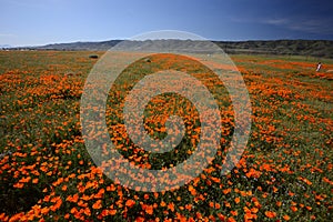 California poppy