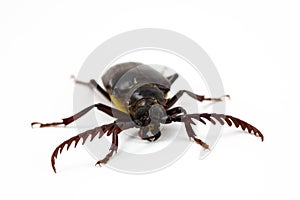 California Prionus Beetle