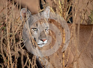 California Puma stalking in the tall grass