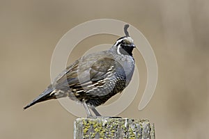 California Quail