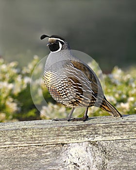 California Quail