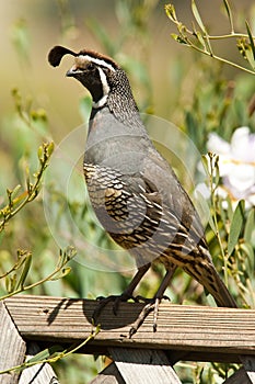 California Quail