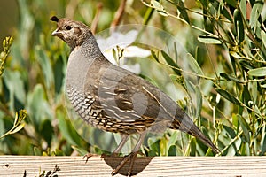 California Quail