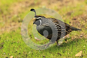 California quail