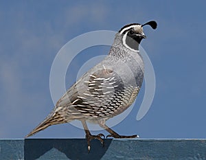 California Quail