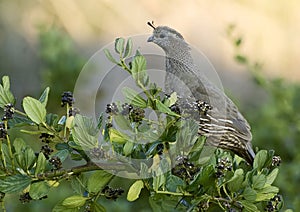 California Quail
