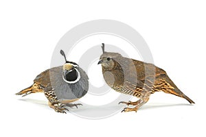 California Quail