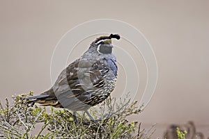California Quail