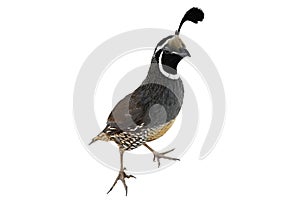 California Quail