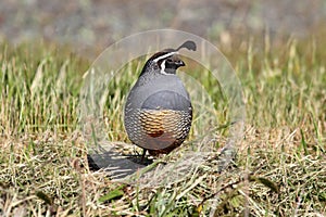 California Quail (Callipepla californica)