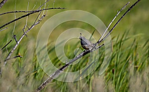 A California Quail ` Callipepla californica `