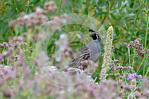 A California quail Callipepla californica, also known as the California valley quail, valley quail or Tonys sits in the green