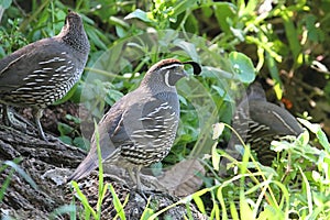 California Quail (Callipepla californica)