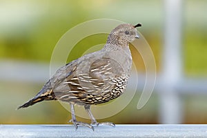 California Quail female or immature