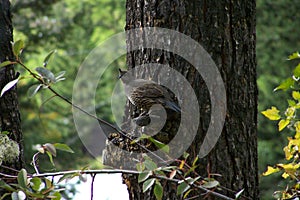 California Quail Hen