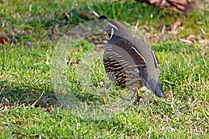 California quail in Kaiteriteri, New Zealand