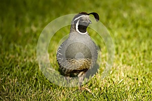 California Quail Male