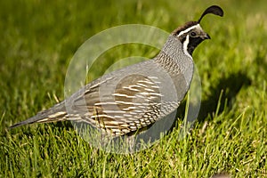 California Quail Male