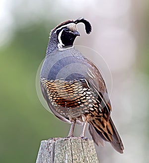 California Quail - male photo