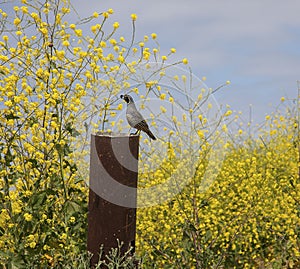 California Quail perched on a post on hiking trail surrounded by yellow mustard seed flowers