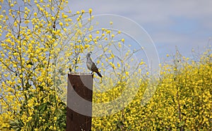 California Quail perched on a post surrounded by yellow mustard seed flowers