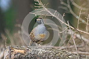 California Quail resting on meadow.